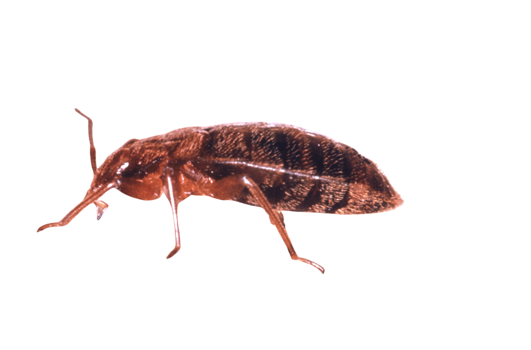 Ágyi poloska irtás